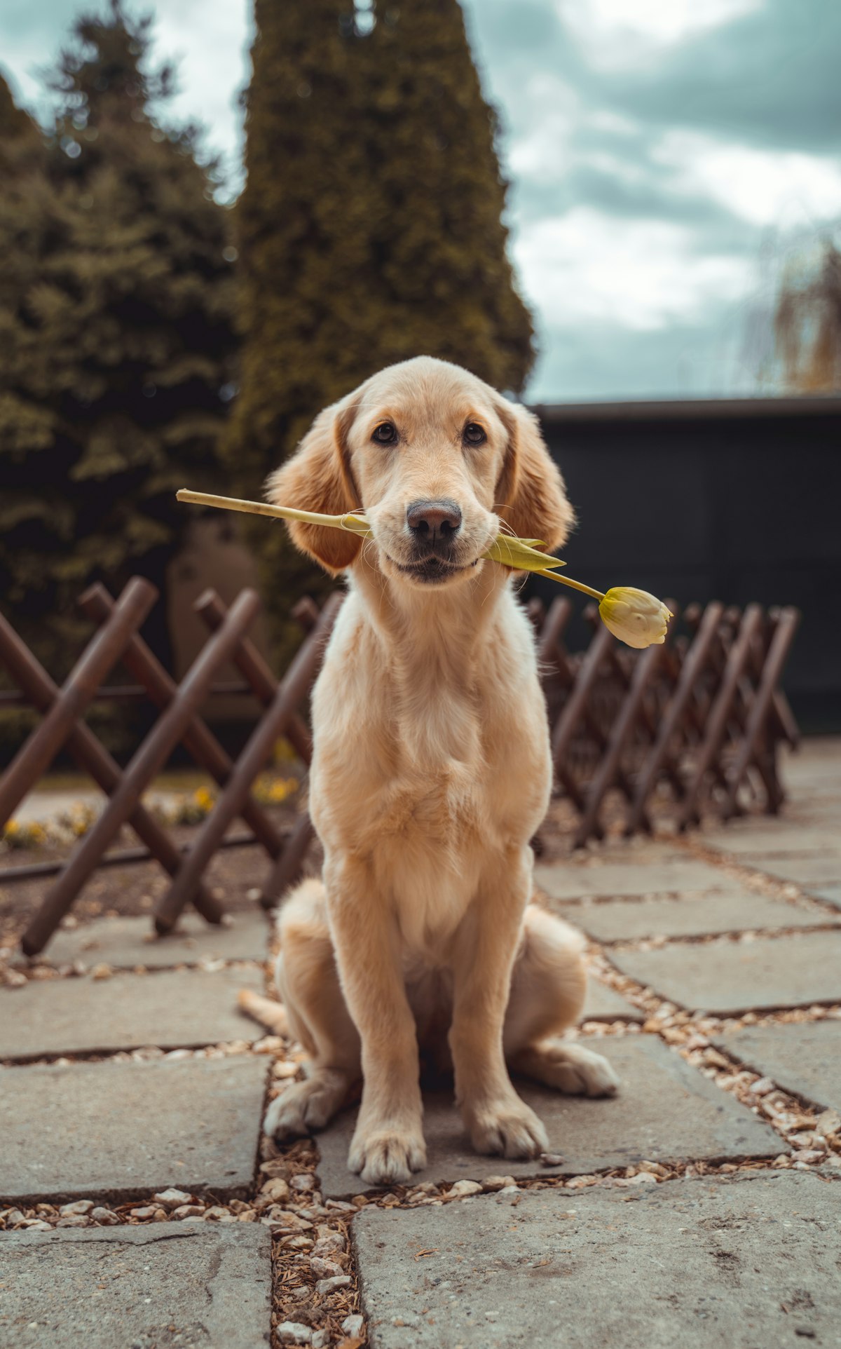 Golden retriever — registered and protected