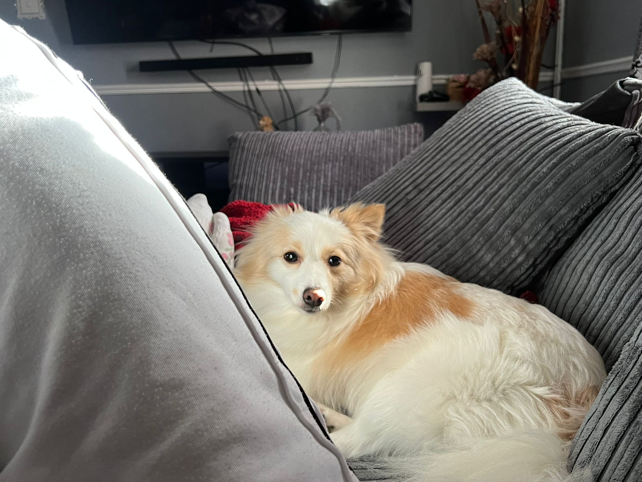 Photo of Daisy