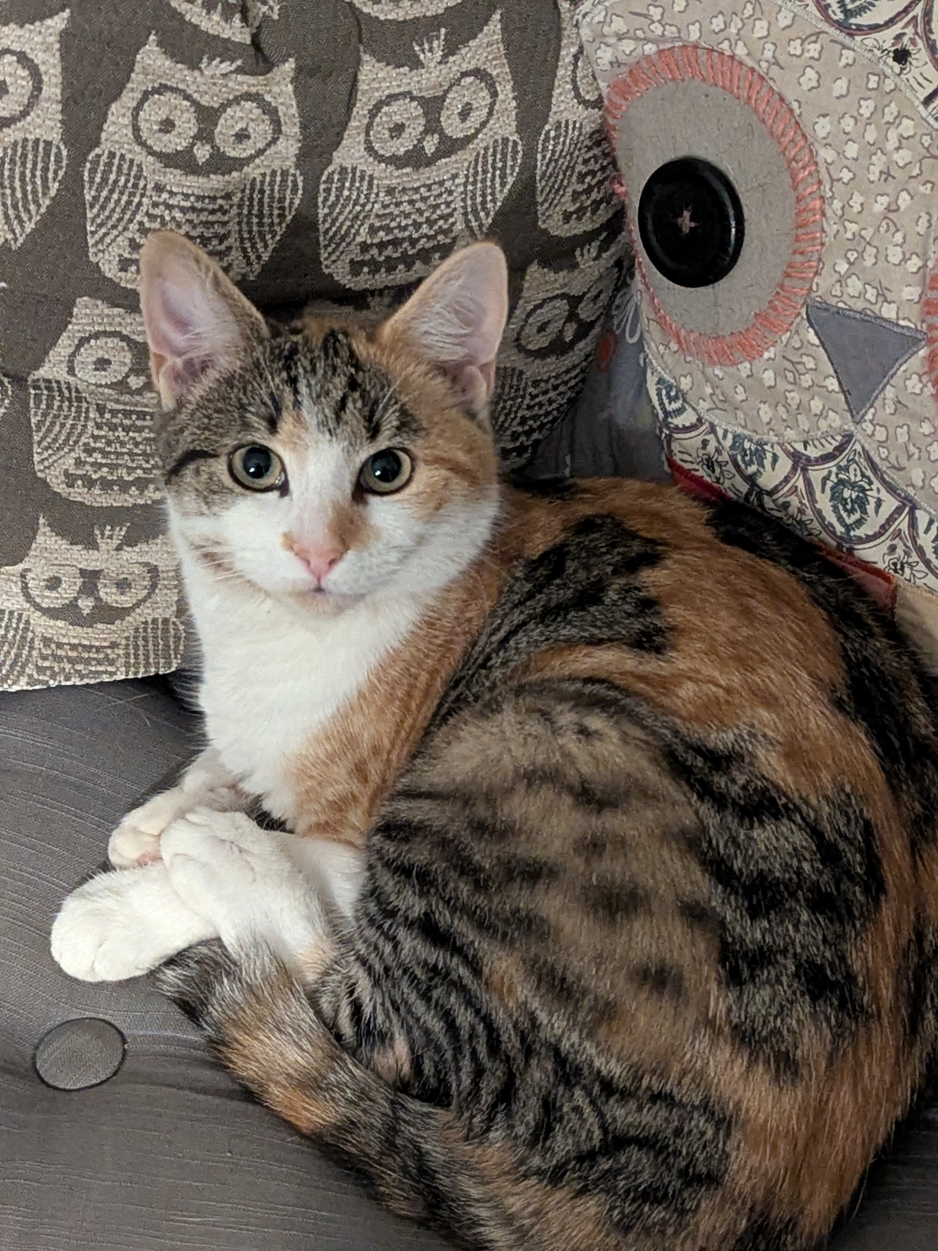 Photo of Momo