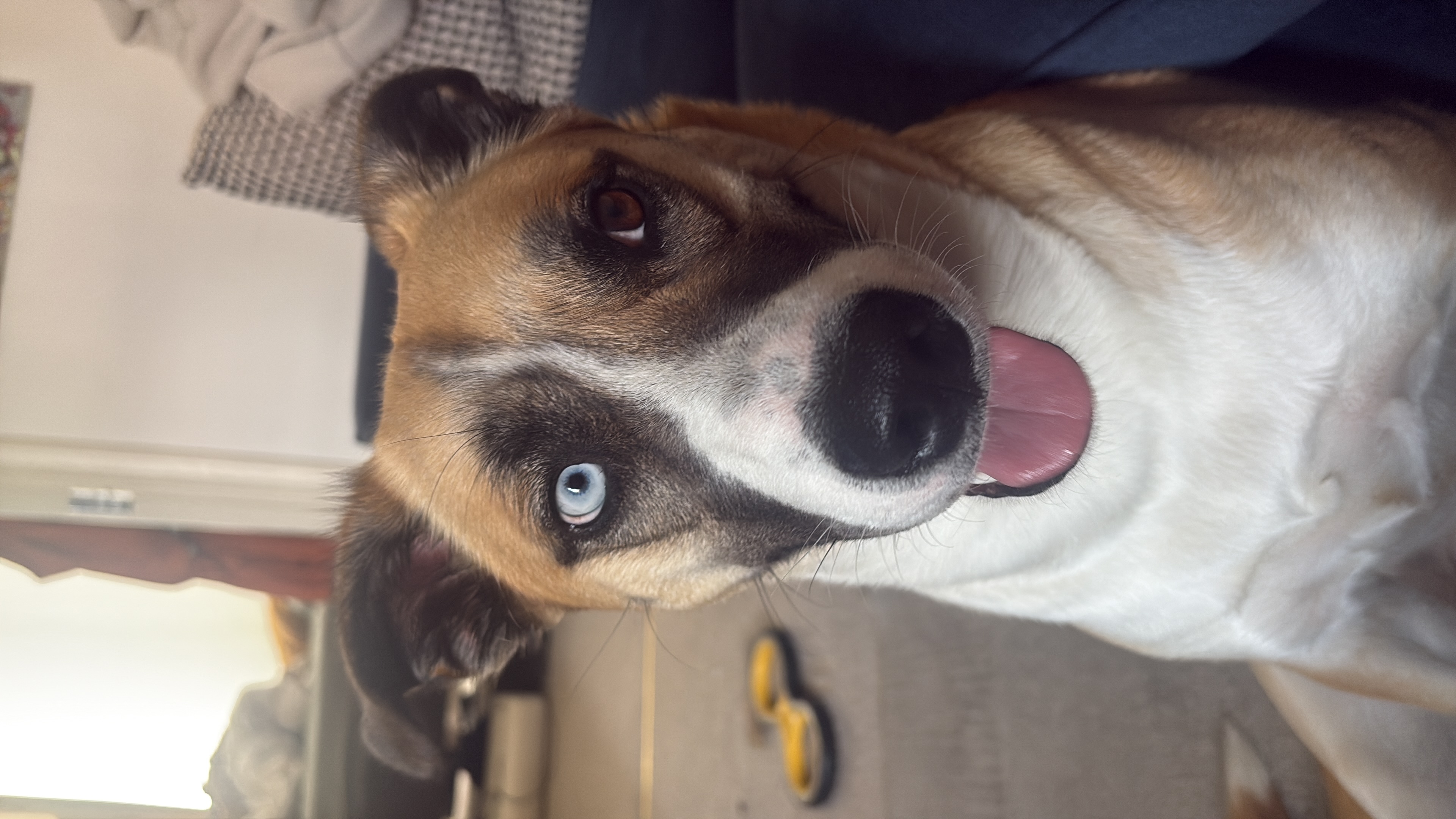 Photo of Bailey