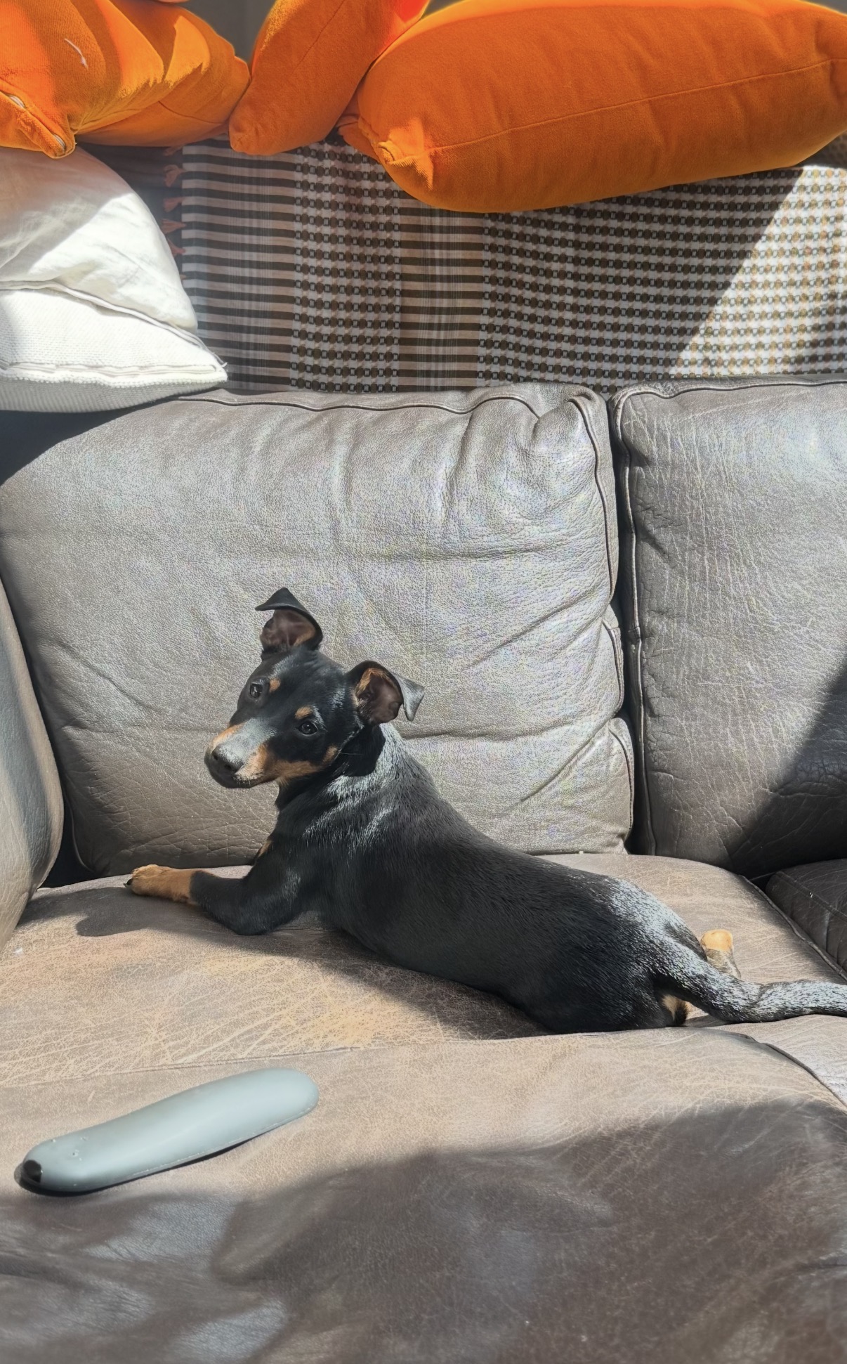 Photo of Mowgli