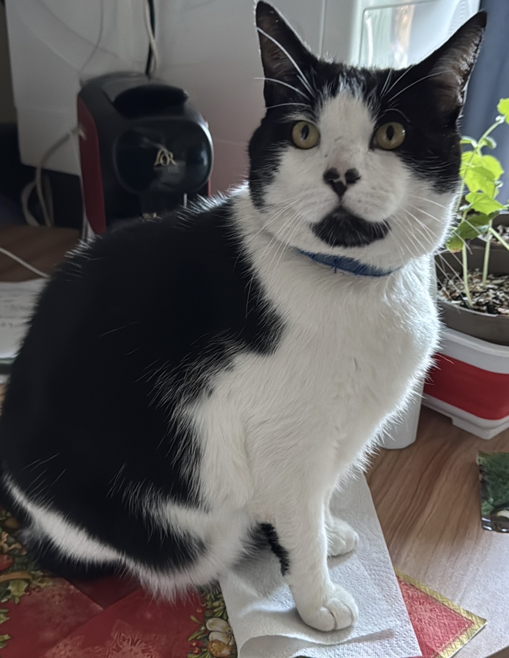 Photo of Buddy