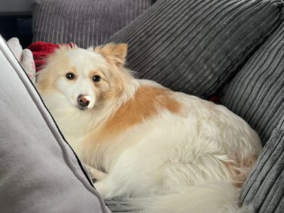 Photo of Daisy