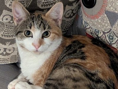 Photo of Momo