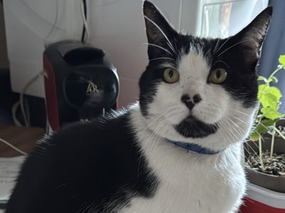 Photo of Buddy